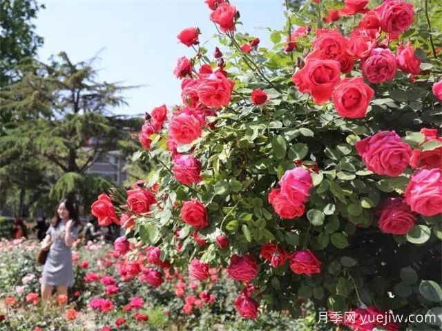 天津月季市花文化和景觀(guān)圖集(圖4)