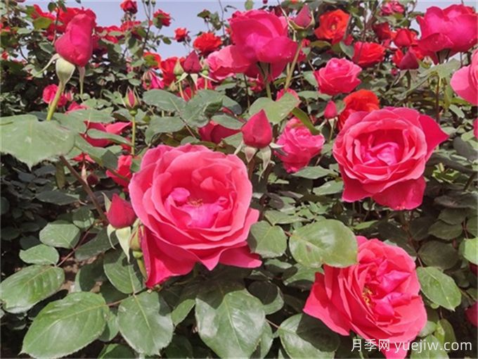 烈日炎炎，如何讓植物安然度夏(圖1)