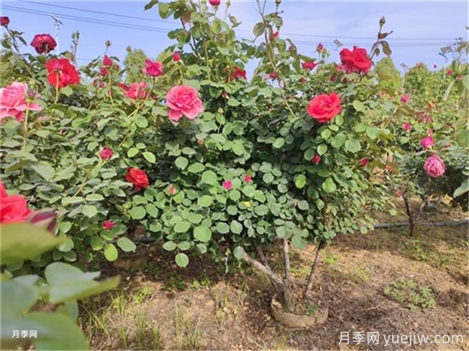 反季節移栽苗木應該注意哪些技術(shù)要點(diǎn)？(圖1)