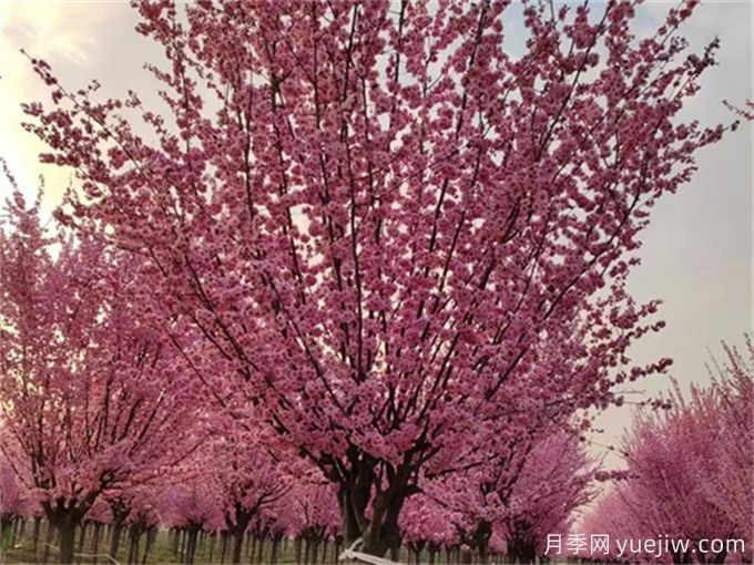 詩(shī)經(jīng)里那些美了千年的植物，你都見(jiàn)過(guò)嗎？(圖1)