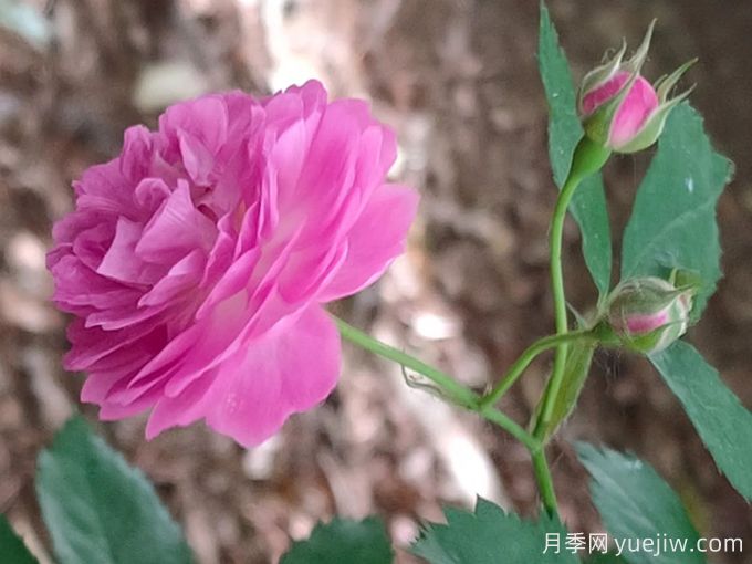 11個(gè)薔薇品種，花開(kāi)滿(mǎn)架一院香(圖2)