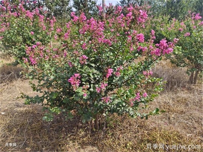 北方5種夏季觀(guān)花喬木(圖1)