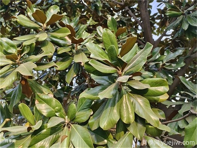 北方5種夏季觀(guān)花喬木(圖2)