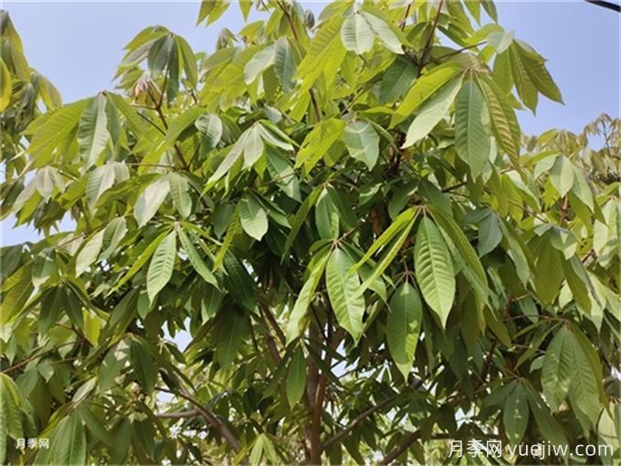 北方5種夏季觀(guān)花喬木(圖3)
