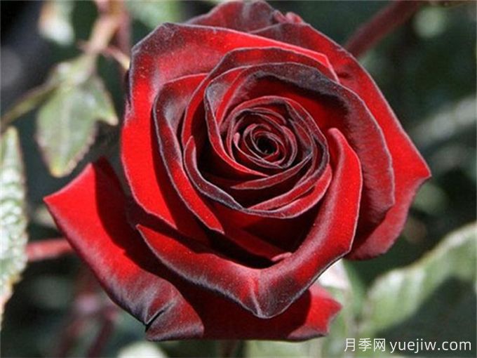 推薦5個(gè)高杯狀切花月季品種，人見(jiàn)人愛(ài)(圖1)