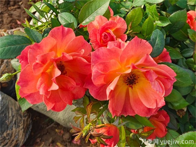 推薦8個(gè)豐花月季品種，抗病性強且花色美麗(圖2)
