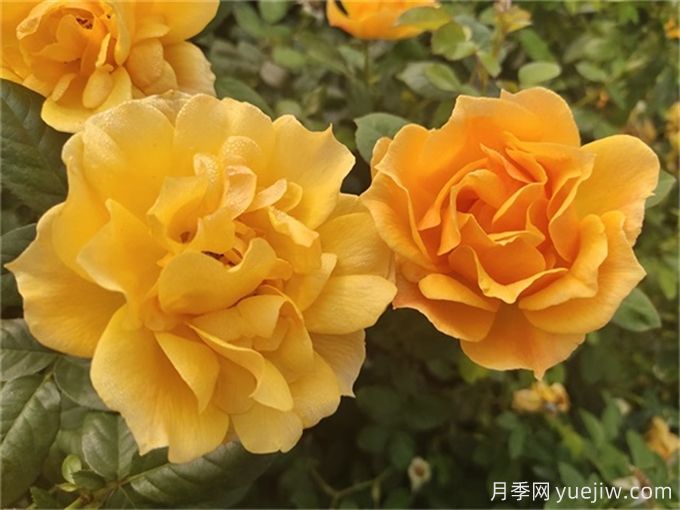 推薦8個(gè)豐花月季品種，抗病性強且花色美麗(圖3)
