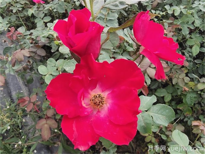 推薦8個(gè)豐花月季品種，抗病性強且花色美麗(圖4)