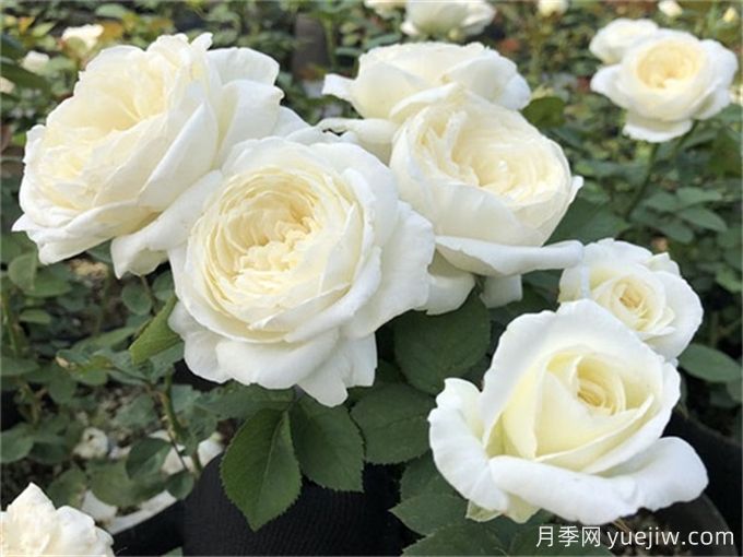 推薦10款白色系月季品種，每一款都經(jīng)典(圖2)