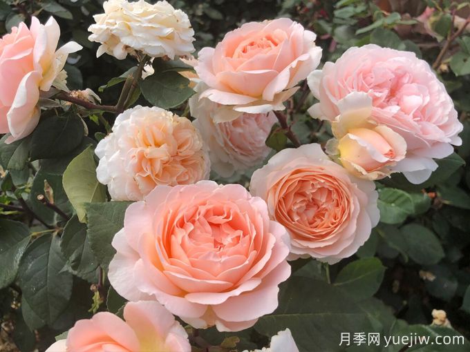 童話(huà)魔法月季/極樂(lè )芬芳月季(圖4)