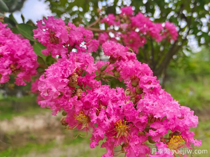 北方能種植紫薇嗎？適合北方種植的紫薇品種？(圖1)
