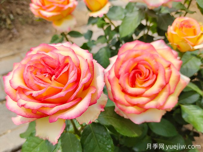4種耐寒耐旱花卉的生長(cháng)特點(diǎn)(圖1)