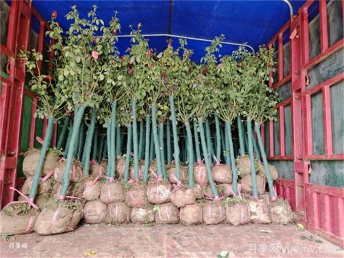 超實(shí)用的苗木包裝和裝車(chē)知識(圖1)