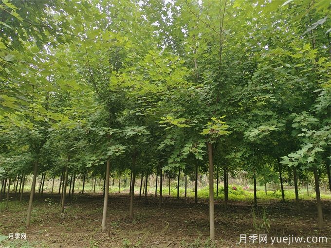 種植楓樹(shù)要注意的5個(gè)事項(圖1)