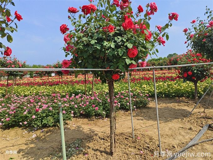 園林植物修剪中有十大常見(jiàn)誤區(圖1)