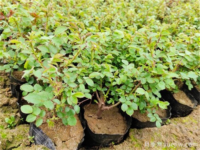 地被植物全年養護管理方案(圖1)