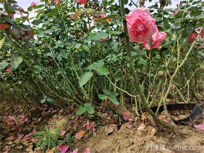 地被植物全年養護管理方案(圖2)