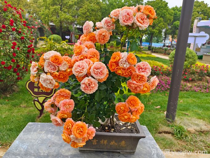 如何提高花木盆景的觀(guān)賞效果？(圖1)