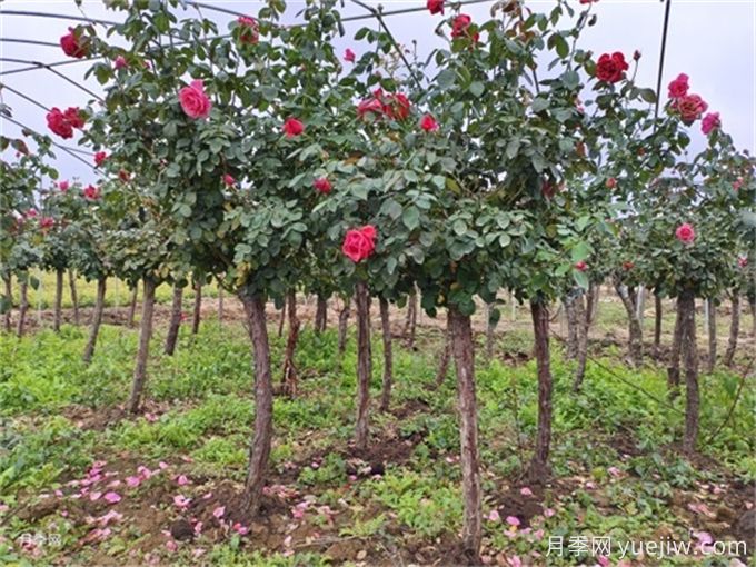 如何挖好一個(gè)標準的苗木種植穴？(圖1)