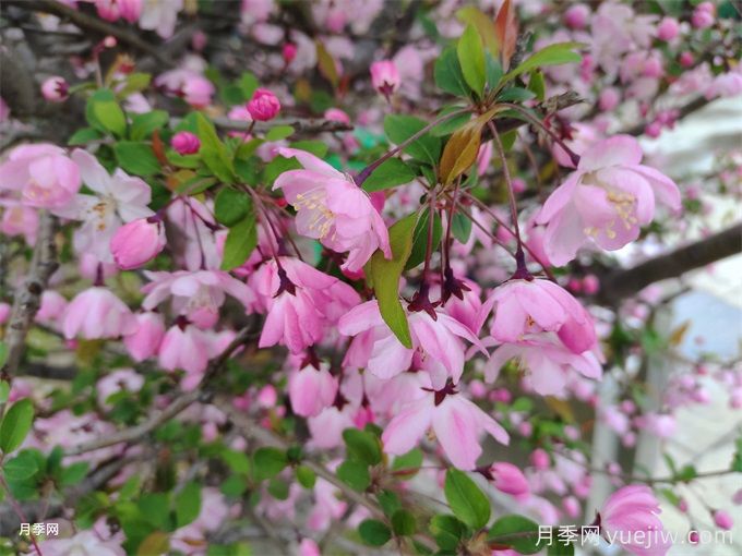 海棠花上有很多綠色的蟲(chóng)子怎么辦？(圖1)