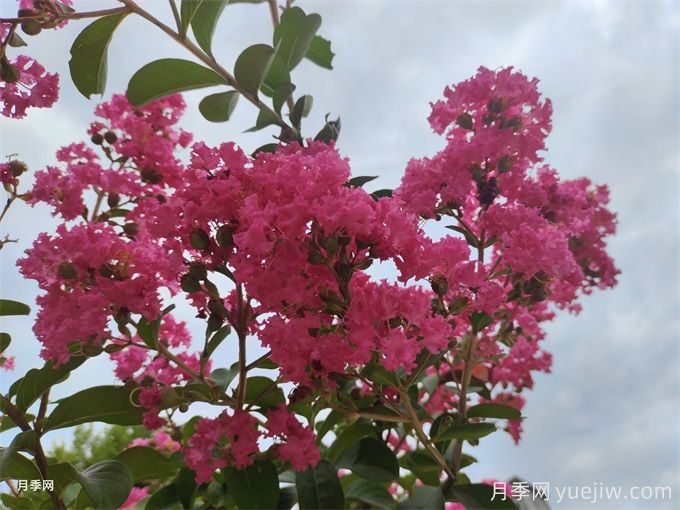 南陽(yáng)紫薇基地的栽培技術(shù)(圖1)