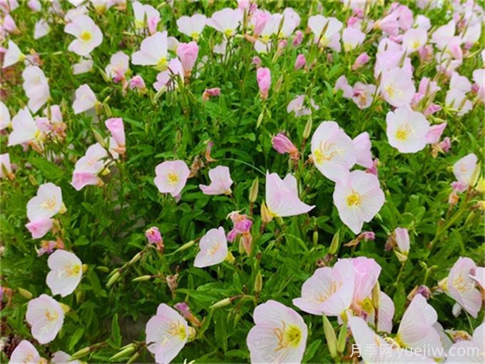 夏天在晚上開(kāi)花的有哪些花？(圖1)
