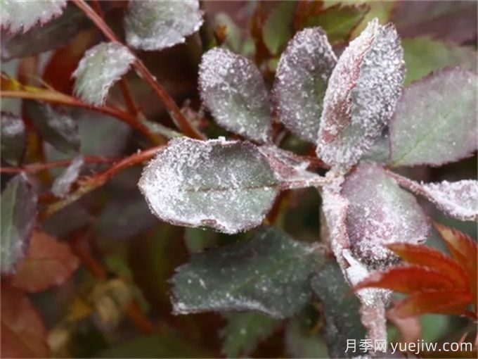 月季花白粉病怎樣產(chǎn)生的？如何防治白粉病(圖2)