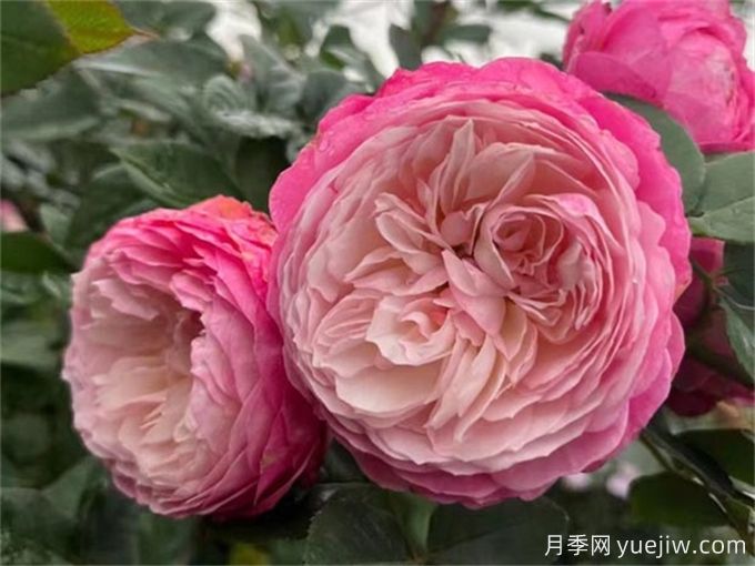 推薦7種優(yōu)秀灌木月季，庭院栽植好養又勤花(圖1)