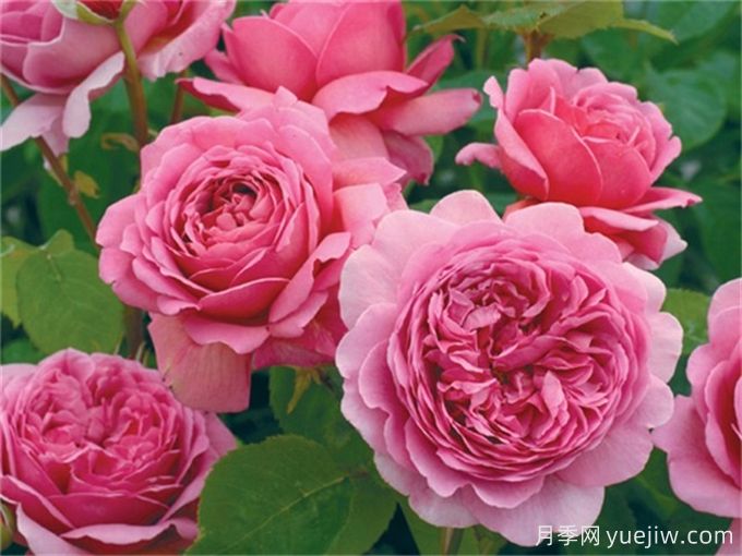 推薦7種優(yōu)秀灌木月季，庭院栽植好養又勤花(圖3)