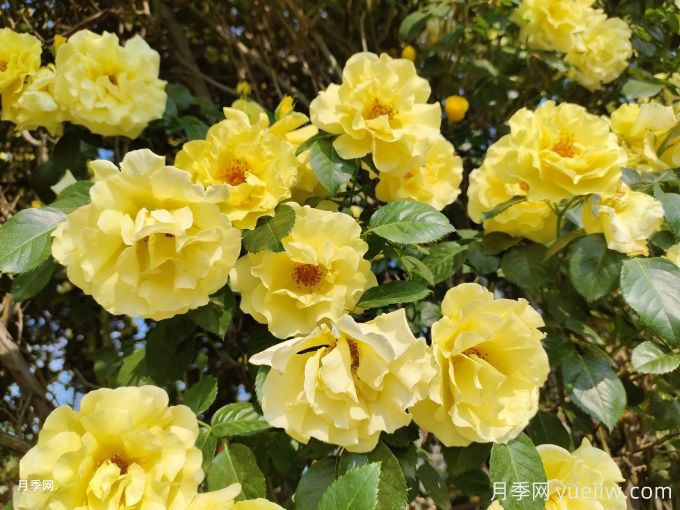 秋季月季花越開(kāi)越小的原因？(圖1)