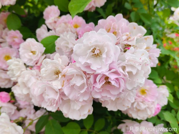 薔薇怎樣管理與養護？(圖1)