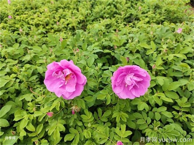 南陽(yáng)月季繁育基地教你輕松辨別月季、玫瑰和薔薇(圖2)