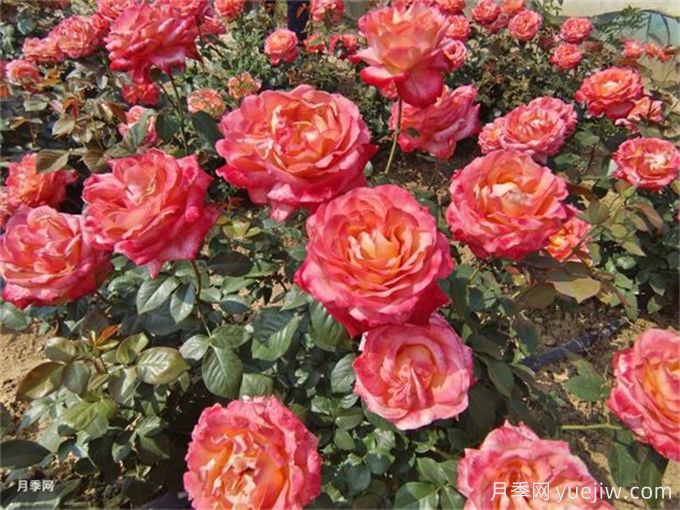 養花的15個(gè)正確姿勢，讓你成為養花達人(圖1)