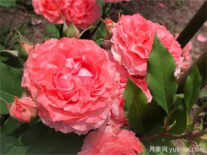 珊瑚果凍月季，花量大花期長(cháng)，抗性強耐修剪(圖1)