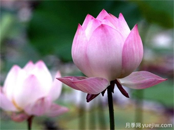 夏季有哪些可以種的水生植物？(圖1)