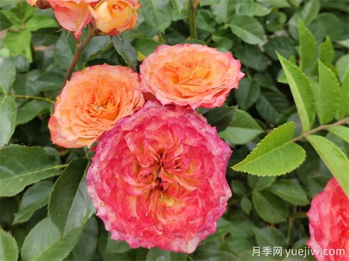 跳出月季坑，三個(gè)原因居然進(jìn)入花友黑名單(圖1)