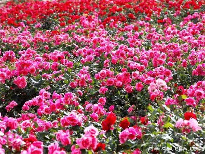 綠籬綠化在園林景觀(guān)中的類(lèi)型和綠化植物配置(圖2)