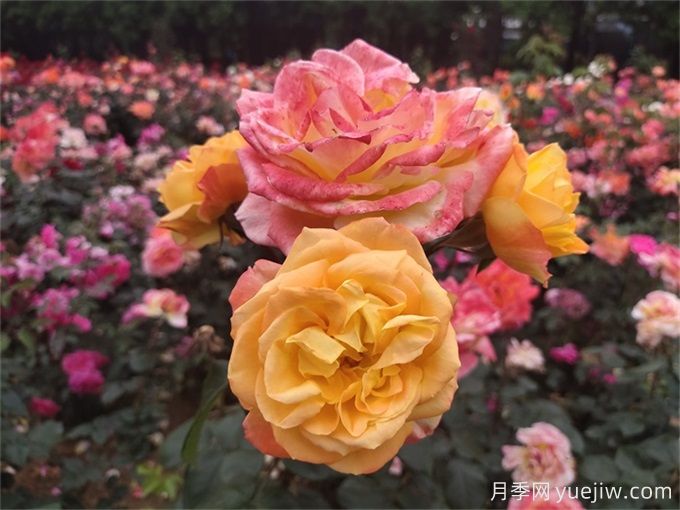 南陽(yáng)月季花的養殖方法和注意事項總結(圖2)