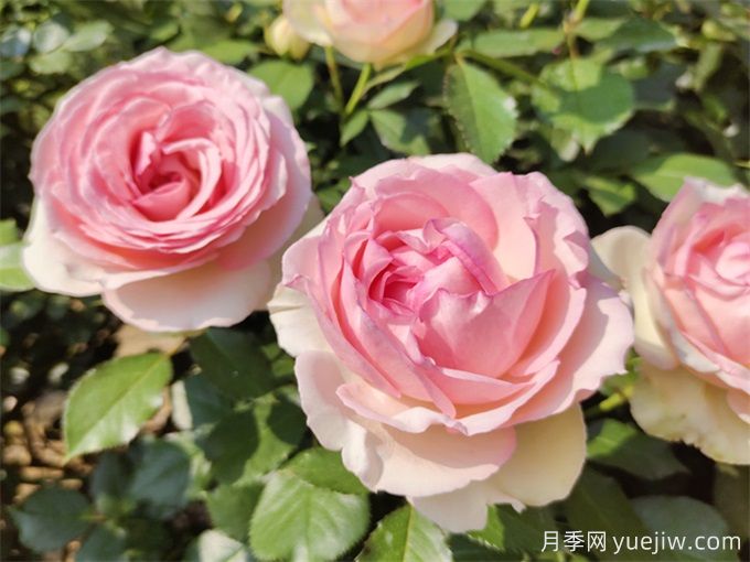 南陽(yáng)月季花的養殖方法和注意事項總結(圖3)