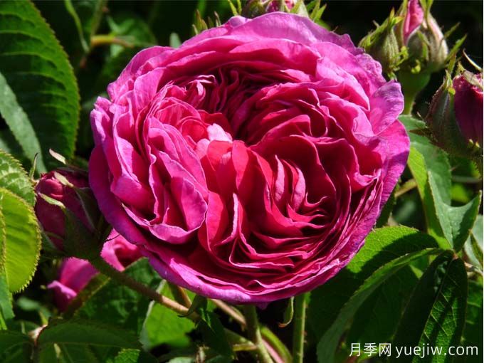 紫色系藤本月季品種都有哪些？推薦8個(gè)優(yōu)秀品種(圖4)