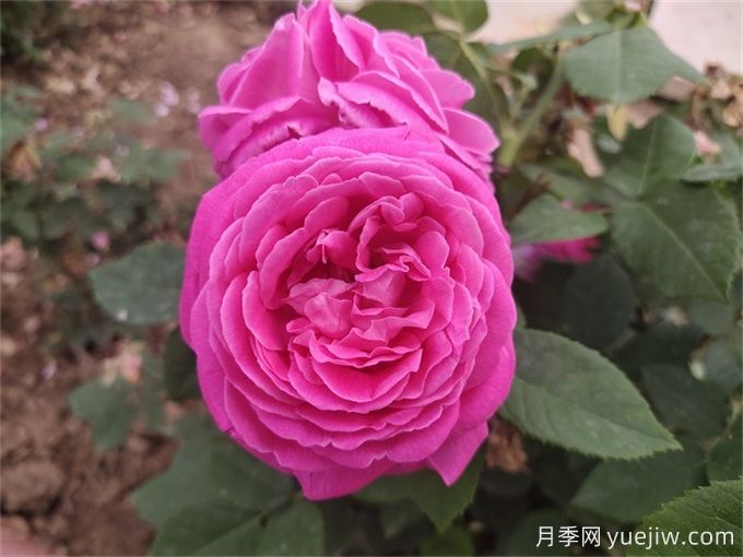 紫色系藤本月季品種都有哪些？推薦8個(gè)優(yōu)秀品種(圖5)