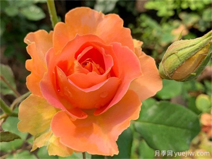 推薦10款變色月季品種，顏色多變，好看又好養(圖1)