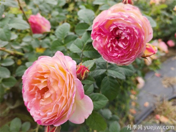 推薦10款變色月季品種，顏色多變，好看又好養(圖9)