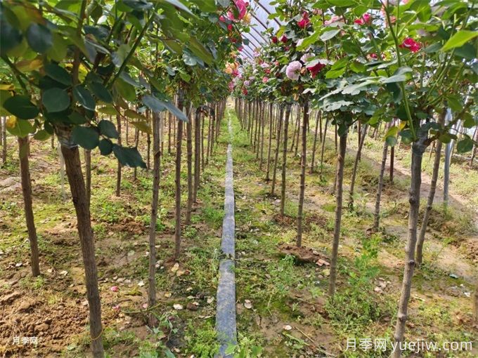 新移植樹(shù)木枯葉不落是什么原因？(圖1)