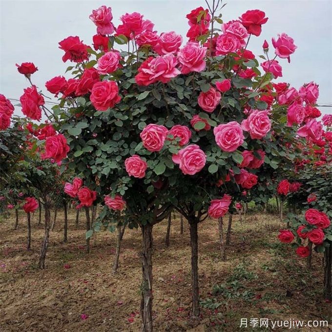 如何做到苗木種植規范(圖1)