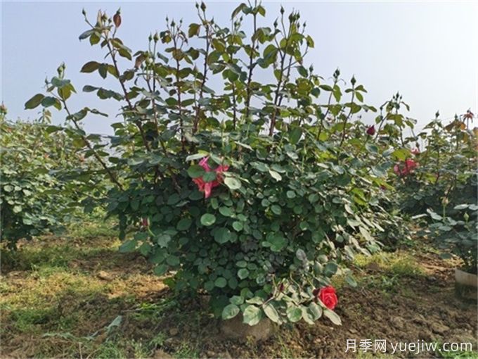 夏季全冠移植樹(shù)木成敗主要因素(圖2)