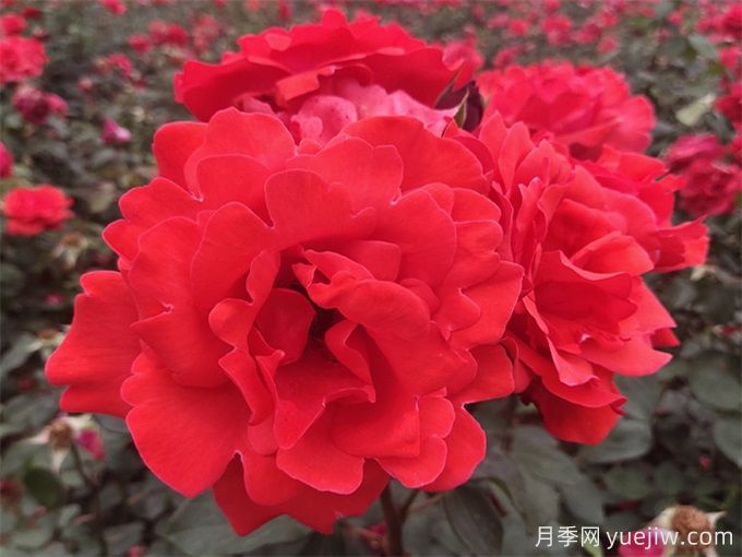 銅仁月季應用和景觀(guān)圖集(圖1)