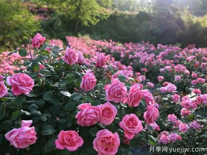 畢節月季應用和景觀(guān)圖集(圖3)