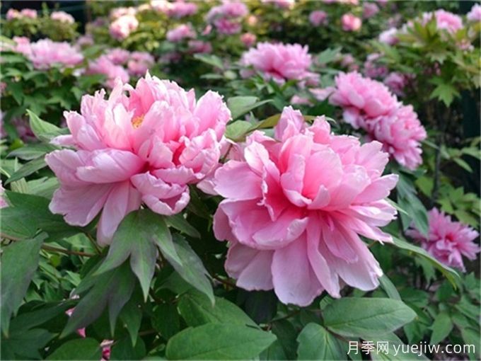 牡丹花品種介紹，牡丹前十名品種是什么？(圖1)