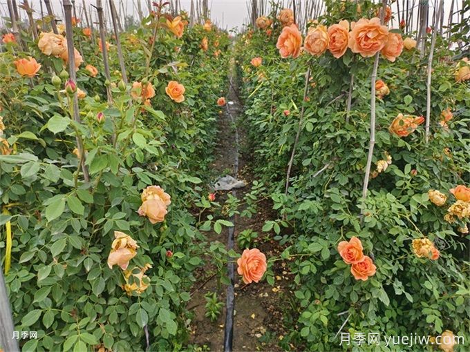 北方不同園林植物，秋季修剪時(shí)的修剪方法有什么不同？(圖2)